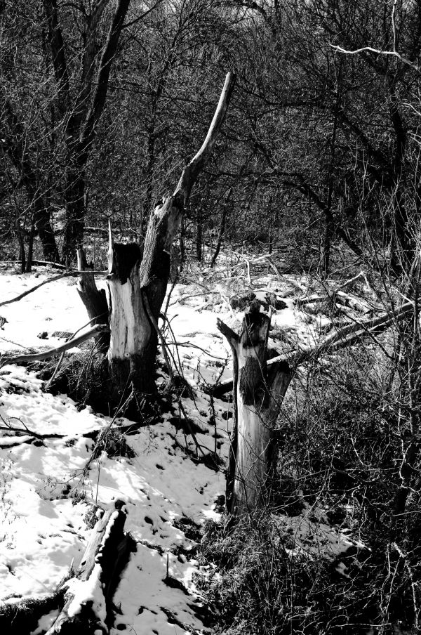 Trunks in Snow